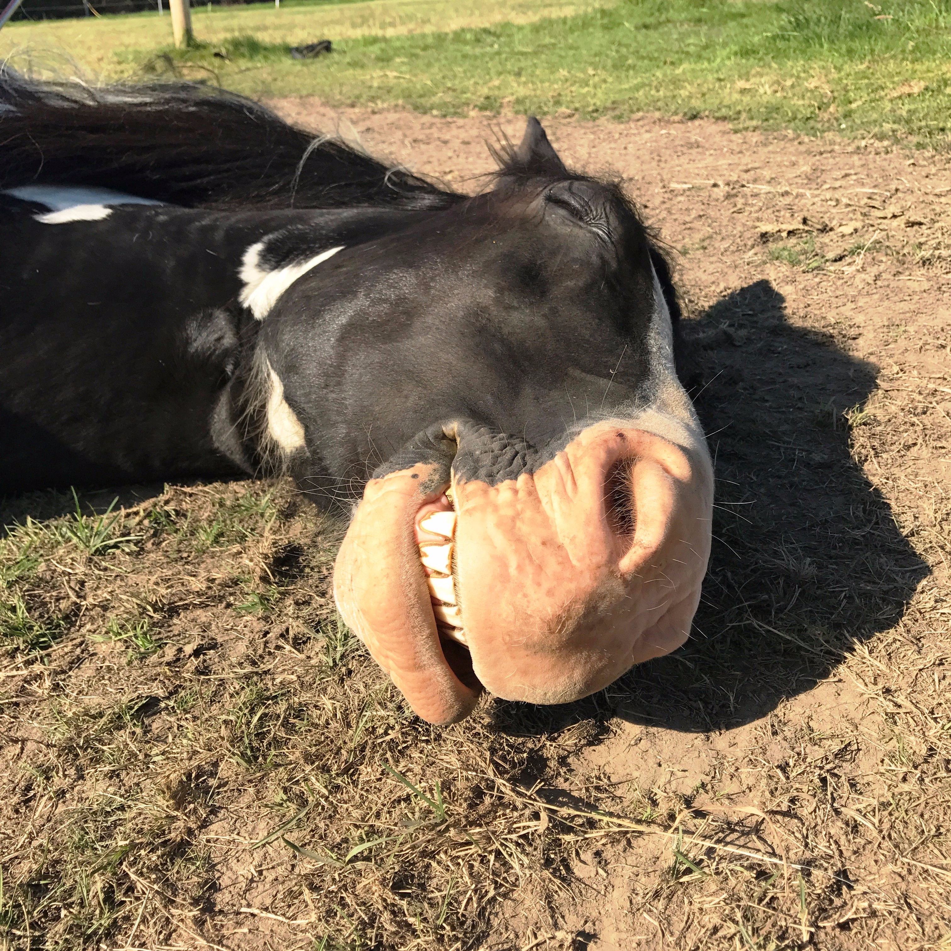 Truly hilarious photo of Lisa's horse who loves to smile!!!